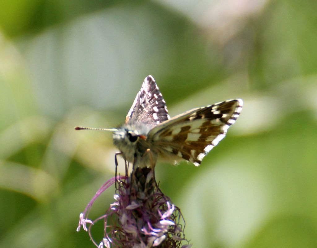 Pyrgus cfr. carlinae